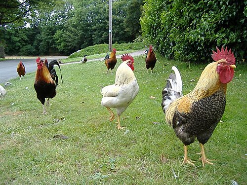 Rushen Abbey Fields - Medieval Heritage Site on the Isle of Man