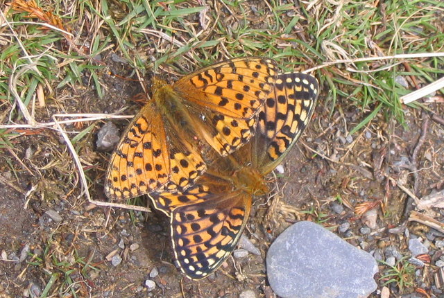 Spanish Head Armada Connection - Historic Shipwreck & Dive Site on the Isle of Man